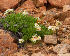 Heliotropium megalanthum (Heliotropium megalanthum)