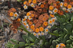 Heliotropium megalanthum (Heliotropium megalanthum)