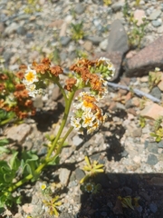 Heliotropium megalanthum (Heliotropium megalanthum)