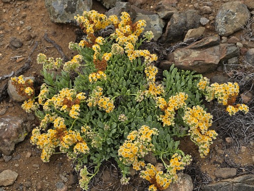 Heliotropium megalanthum (Heliotropium megalanthum)