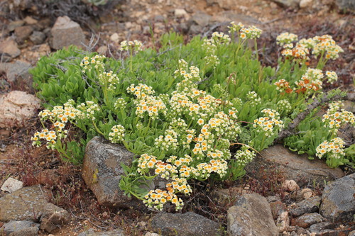 Heliotropium megalanthum (Heliotropium megalanthum)