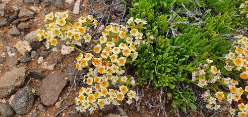 Heliotropium megalanthum (Heliotropium megalanthum)