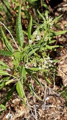Heliotropium messerschmidioides (Heliotropium messerschmidioides)