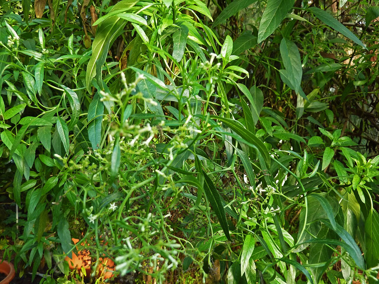 Heliotropium messerschmidioides: Heliotropium messerschmidiodes in the Botanical Garden, Berlin