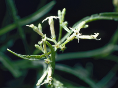Heliotropium messerschmidioides (Heliotropium messerschmidioides)