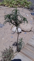 Heliotropium messerschmidioides (Heliotropium messerschmidioides)
