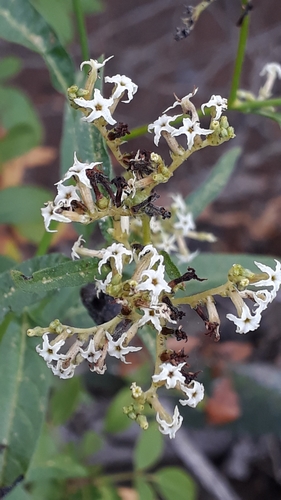 Heliotropium messerschmidioides (Heliotropium messerschmidioides)