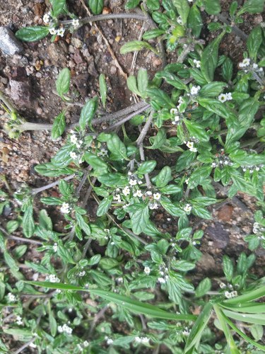Heliotropium microstachyum (Heliotropium microstachyum)