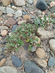 Heliotropium microstachyum (Heliotropium microstachyum)