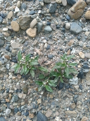 Heliotropium microstachyum (Heliotropium microstachyum)