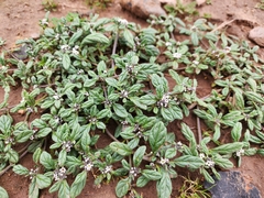 Heliotropium microstachyum (Heliotropium microstachyum)