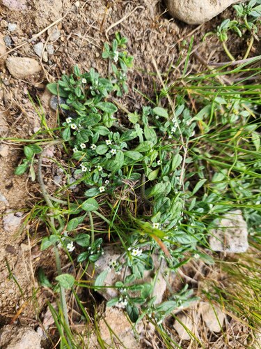 Heliotropium microstachyum (Heliotropium microstachyum)