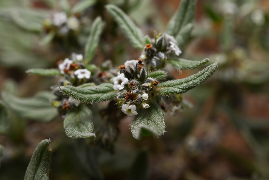 Heliotropium microstachyum (Heliotropium microstachyum)