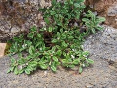 Heliotropium microstachyum (Heliotropium microstachyum)
