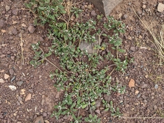 Heliotropium microstachyum (Heliotropium microstachyum)