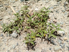 Heliotropium microstachyum (Heliotropium microstachyum)