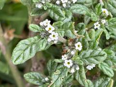 Heliotropium microstachyum (Heliotropium microstachyum)