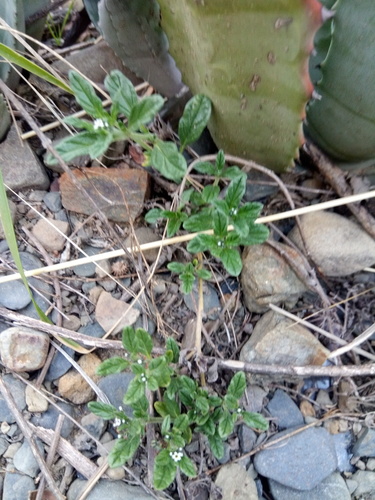 Heliotropium microstachyum (Heliotropium microstachyum)