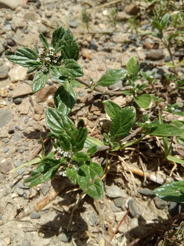 Heliotropium microstachyum (Heliotropium microstachyum)