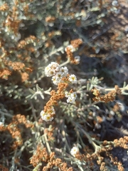 Heliotropium myosotifolium (Heliotropium myosotifolium)