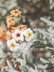 Heliotropium myosotifolium (Heliotropium myosotifolium)