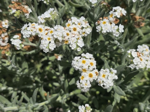 Heliotropium myosotifolium (Heliotropium myosotifolium)