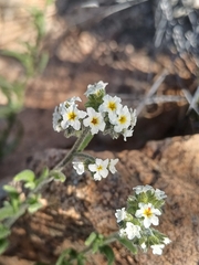 Heliotropium myosotifolium (Heliotropium myosotifolium)