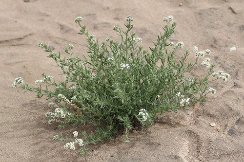 Heliotropium myosotifolium (Heliotropium myosotifolium)