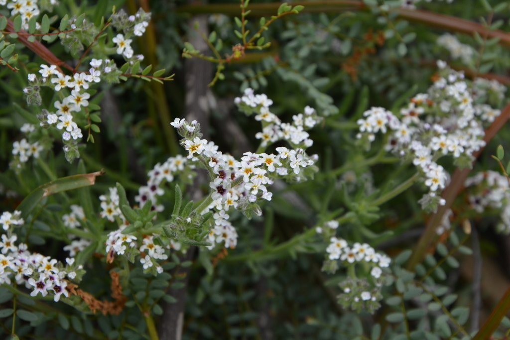 Heliotropium myosotifolium (Heliotropium myosotifolium)