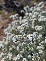 Heliotropium myosotifolium (Heliotropium myosotifolium)