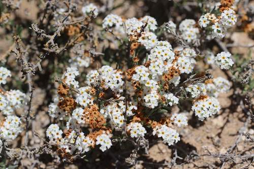 Heliotropium myosotifolium (Heliotropium myosotifolium)