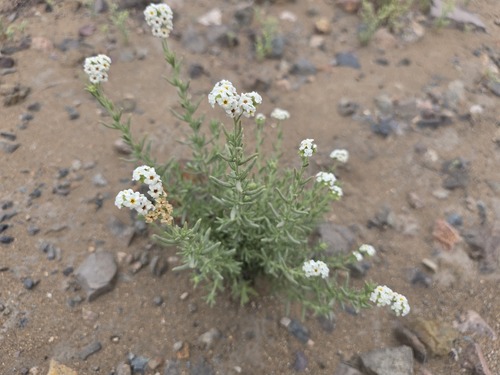 Heliotropium myosotifolium (Heliotropium myosotifolium)