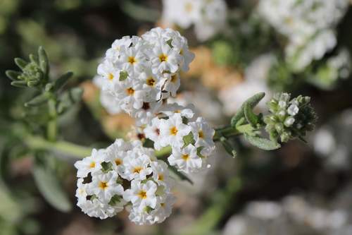 Heliotropium myosotifolium (Heliotropium myosotifolium)