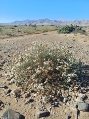 Heliotropium myosotifolium (Heliotropium myosotifolium)