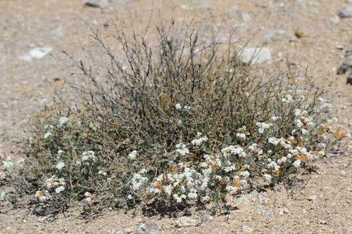 Heliotropium myosotifolium (Heliotropium myosotifolium)