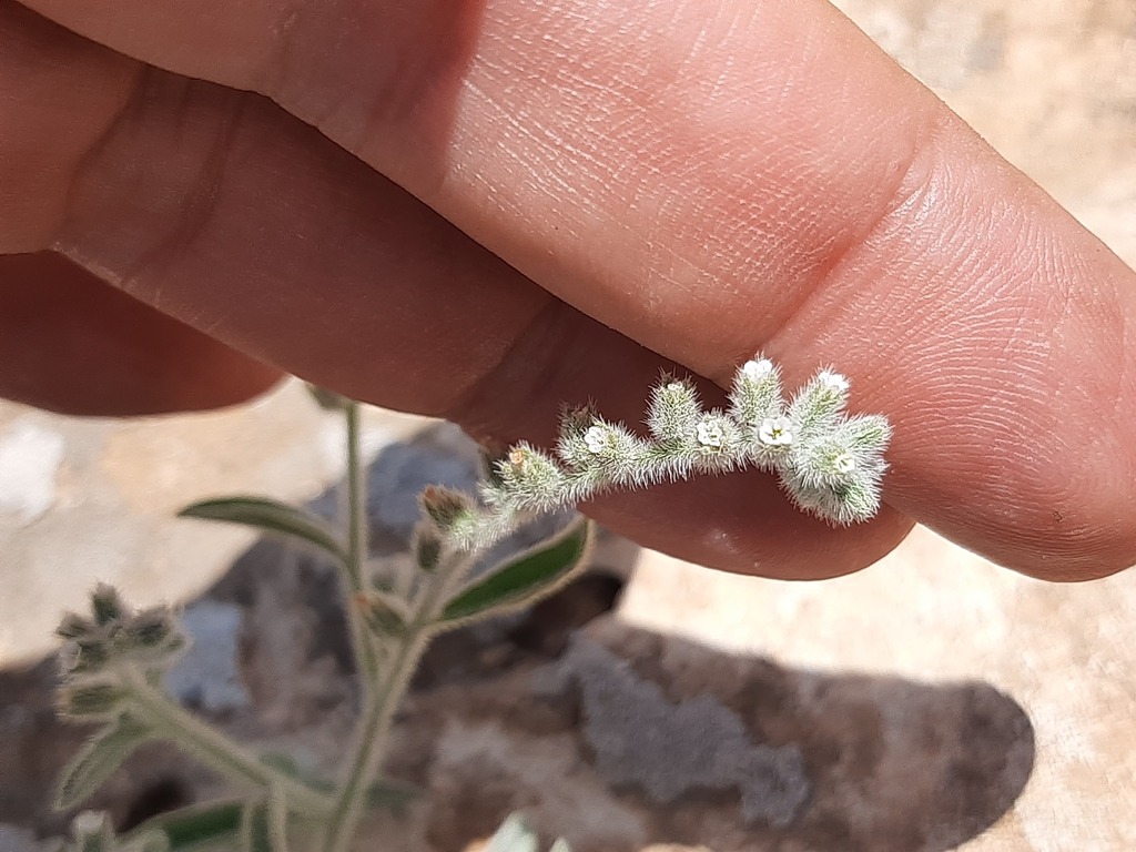 Heliotropium myosotoides (Heliotropium myosotoides)