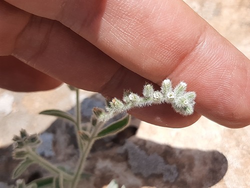 Heliotropium myosotoides (Heliotropium myosotoides)