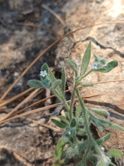 Heliotropium myosotoides (Heliotropium myosotoides)