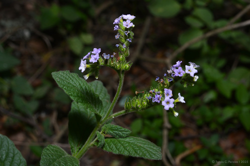 Heliotropium nicotianifolium (Heliotropium nicotianifolium)