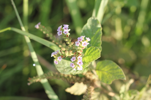 Heliotropium nicotianifolium (Heliotropium nicotianifolium)