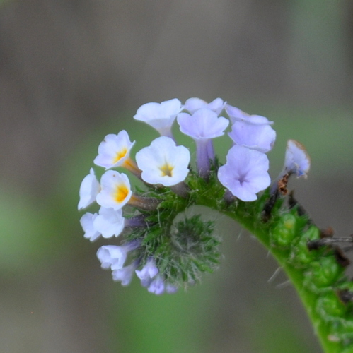 Heliotropium nicotianifolium (Heliotropium nicotianifolium)