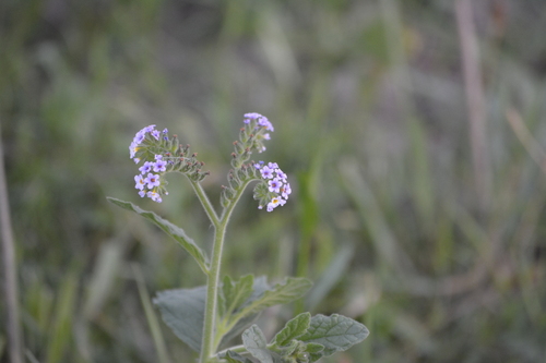 Heliotropium nicotianifolium (Heliotropium nicotianifolium)