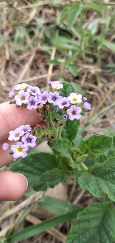 Heliotropium nicotianifolium (Heliotropium nicotianifolium)