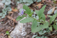 Heliotropium nicotianifolium (Heliotropium nicotianifolium)