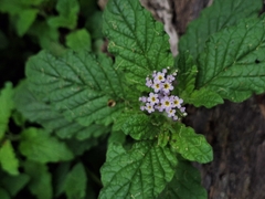 Heliotropium nicotianifolium (Heliotropium nicotianifolium)