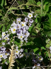 Heliotropium nicotianifolium (Heliotropium nicotianifolium)