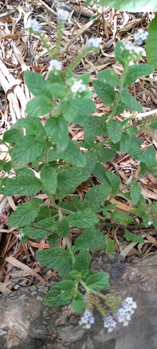 Heliotropium nicotianifolium (Heliotropium nicotianifolium)