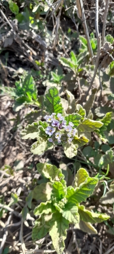Heliotropium nicotianifolium (Heliotropium nicotianifolium)