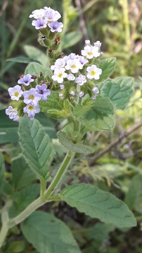 Heliotropium nicotianifolium (Heliotropium nicotianifolium)