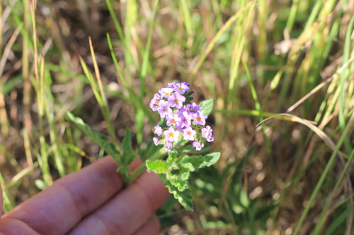 Heliotropium nicotianifolium (Heliotropium nicotianifolium)